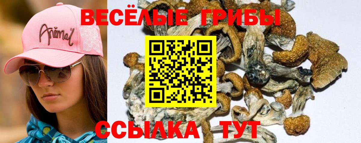 Галлюциногенные грибы MAGIC MUSHROOMS  Псилоцибиновые грибы мицелий  Вход с VPN  Мурино 